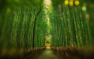 scenic view of bamboo trees